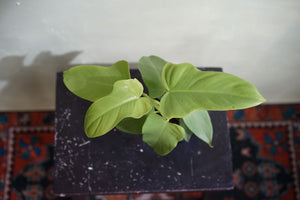 Philodendron Violin - Greenly Plant Co