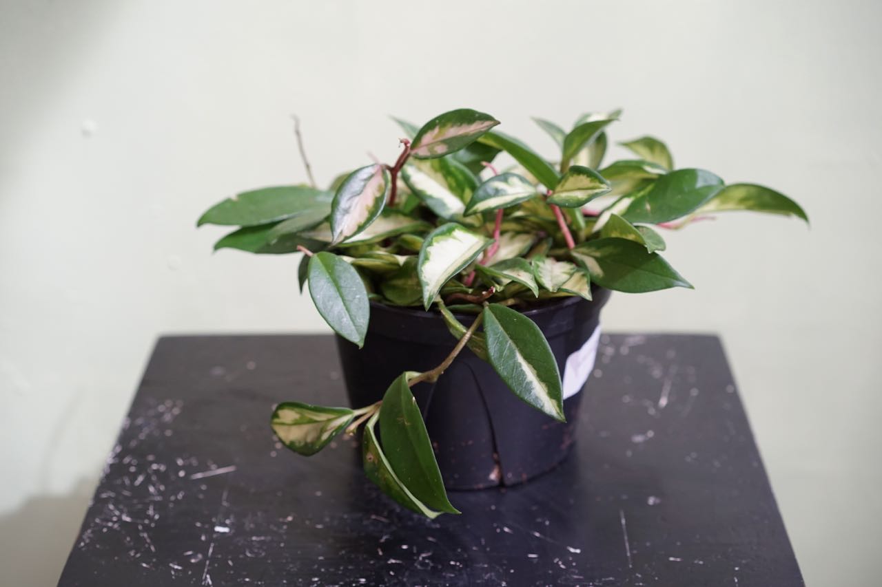 Hoya Krimson Princess - Greenly Plant Co