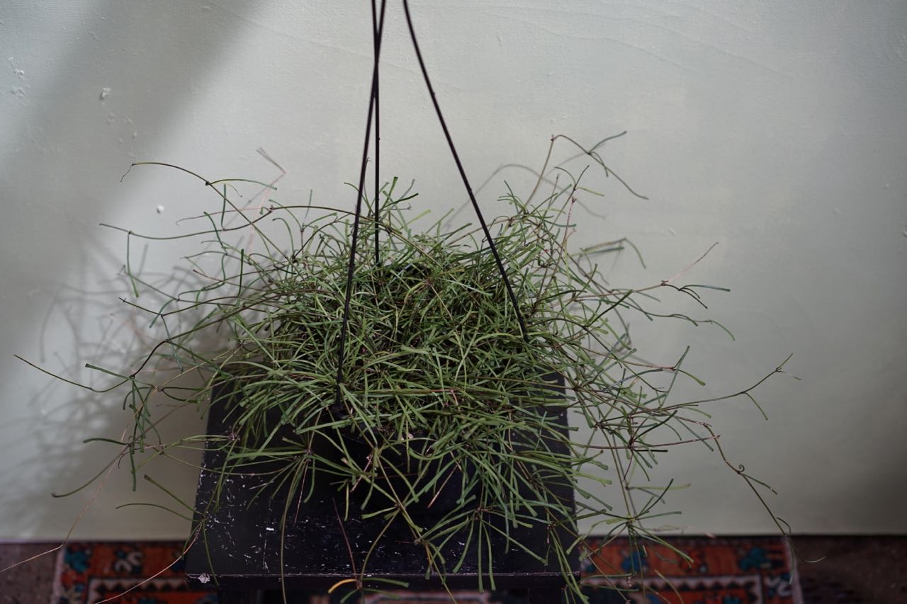 Hoya Retusa - Greenly Plant Co