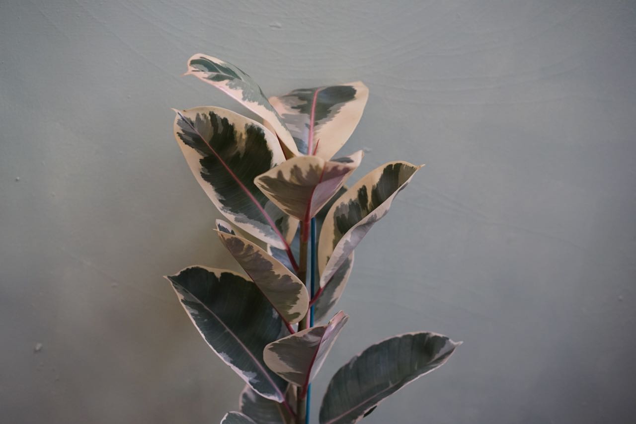 Ficus Rubber Tineke - Greenly Plant Co