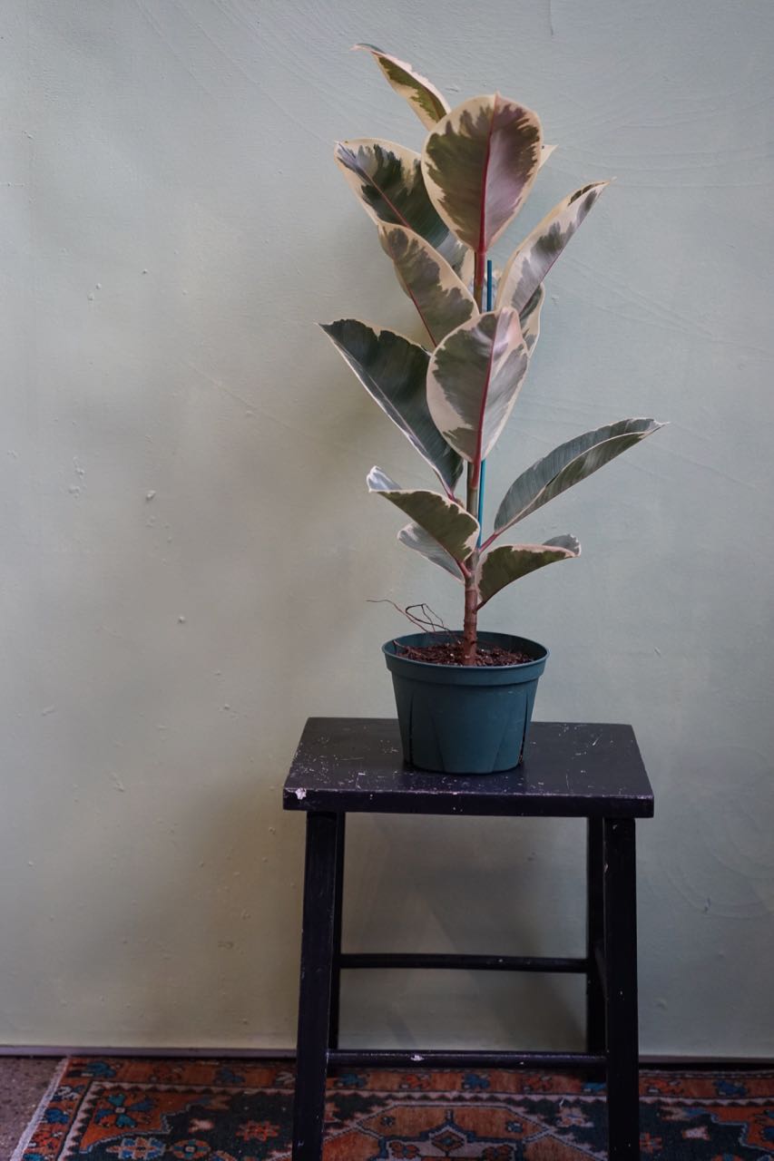 Ficus Rubber Tineke - Greenly Plant Co