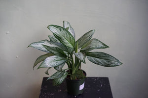 Aglaonema Maria Christina - Greenly Plant Co