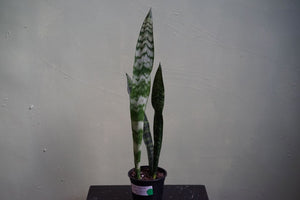 Black Coral Snake Plant - Greenly Plant Co