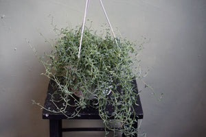 Open image in slideshow, Senecio Peregrinus &#39;String of Dolphins&#39; - Greenly Plant Co
