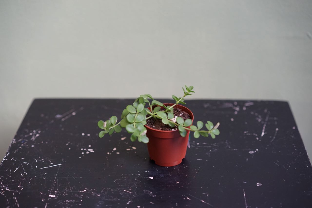 Peperomia Deppeana - Greenly Plant Co