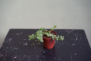 Peperomia Deppeana - Greenly Plant Co