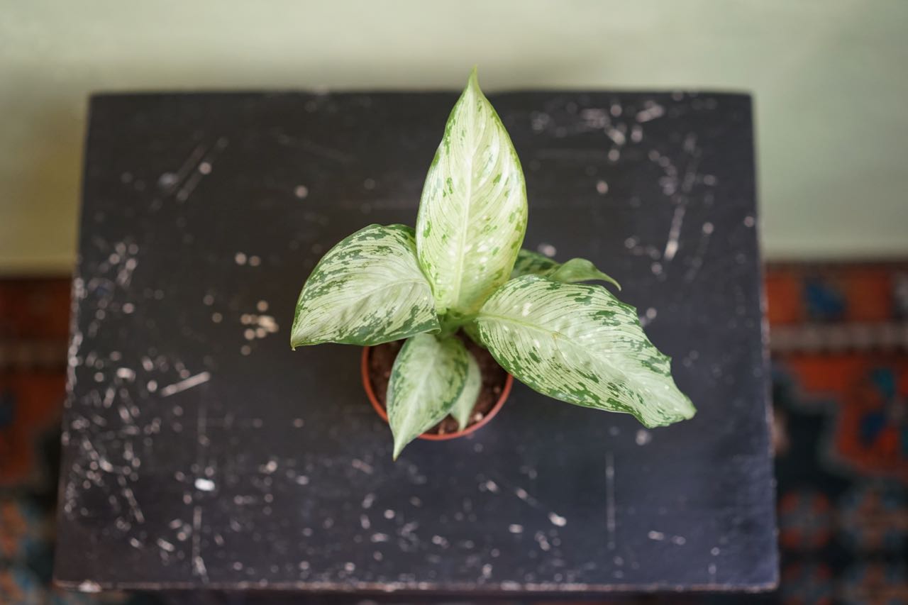 Diffenbachia Snow - Greenly Plant Co