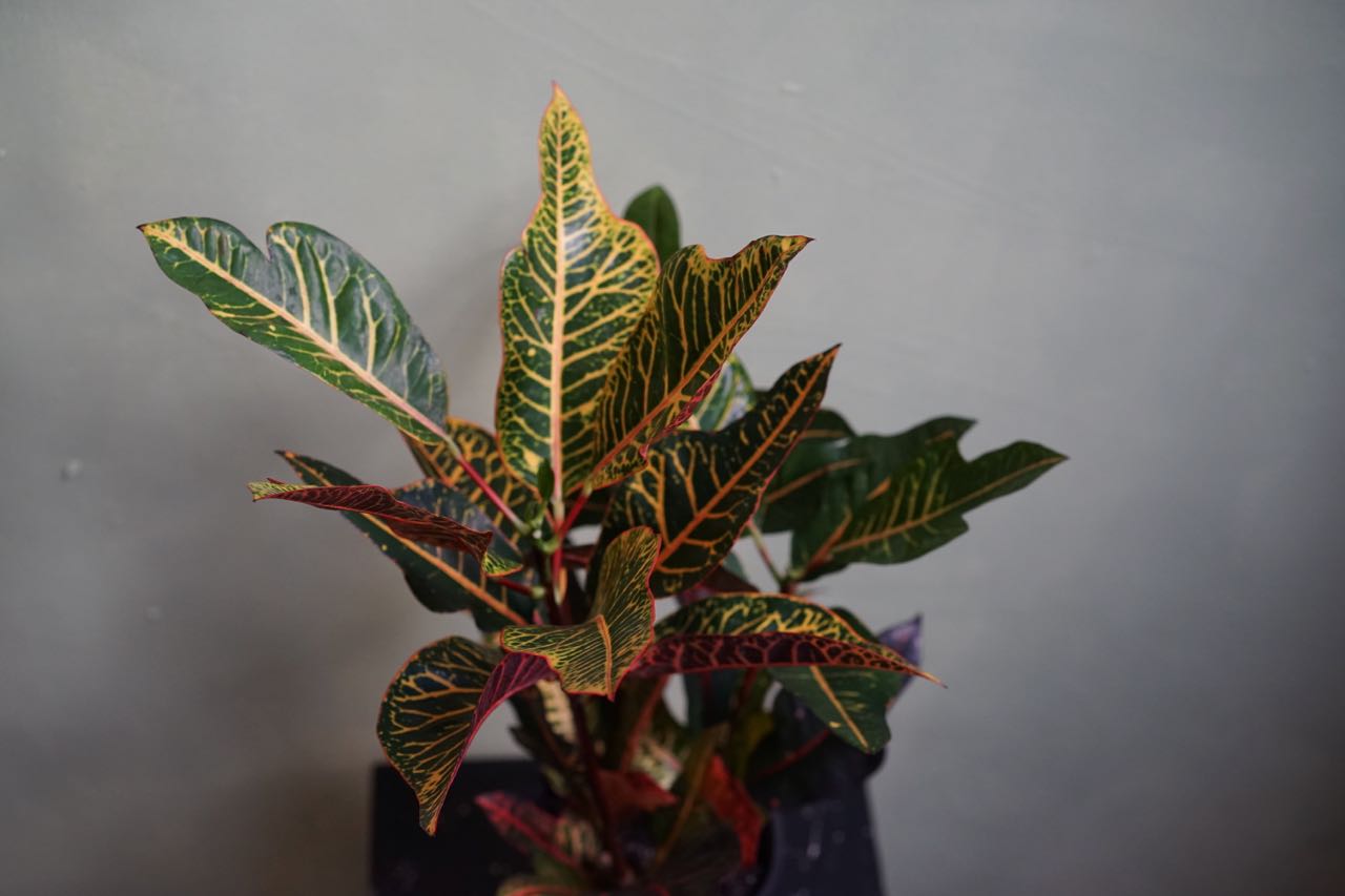 Croton Excellente - Greenly Plant Co