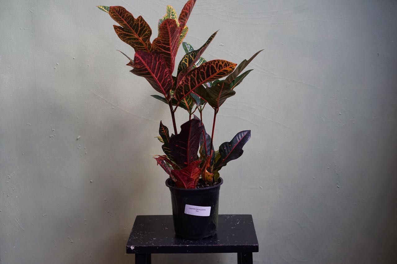 Croton Excellente - Greenly Plant Co