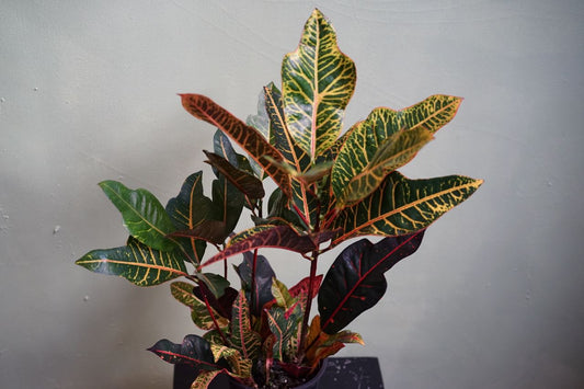 Croton Excellente - Greenly Plant Co