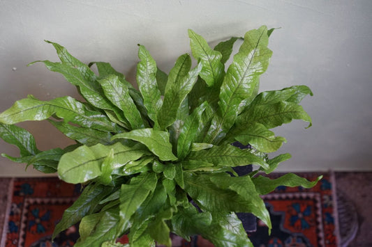 Crocodile Fern - Greenly Plant Co