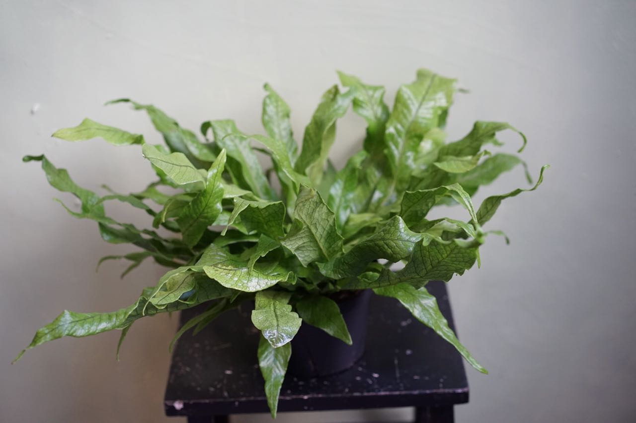 Crocodile Fern - Greenly Plant Co