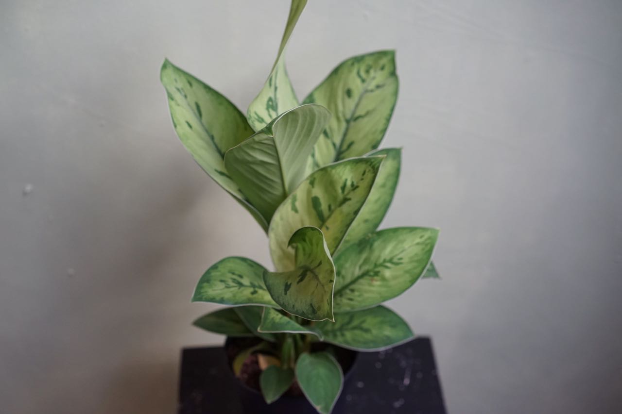 Hoalomena Selby - Greenly Plant Co