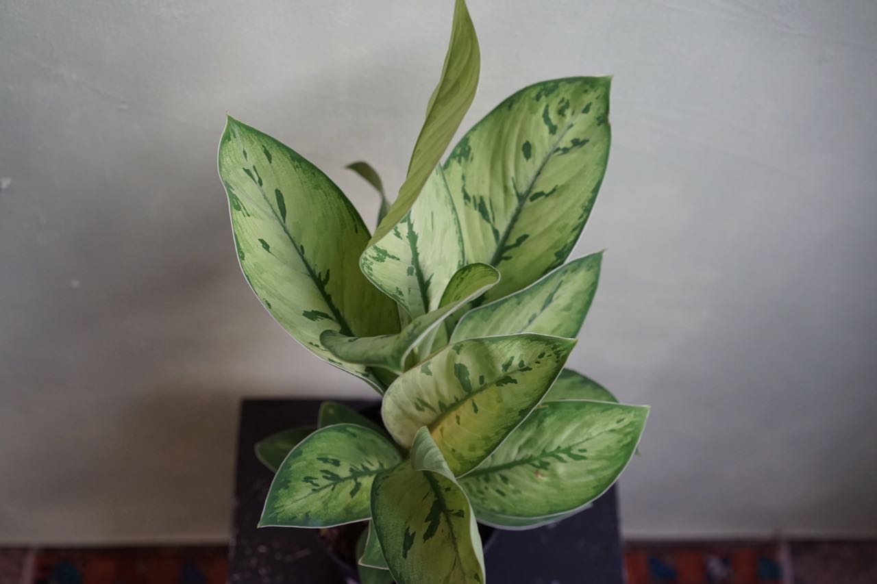 Hoalomena Selby - Greenly Plant Co