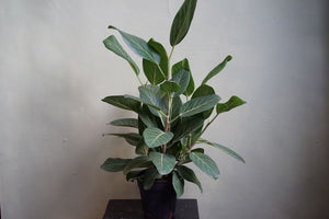 Open image in slideshow, Ficus Audrey - Greenly Plant Co
