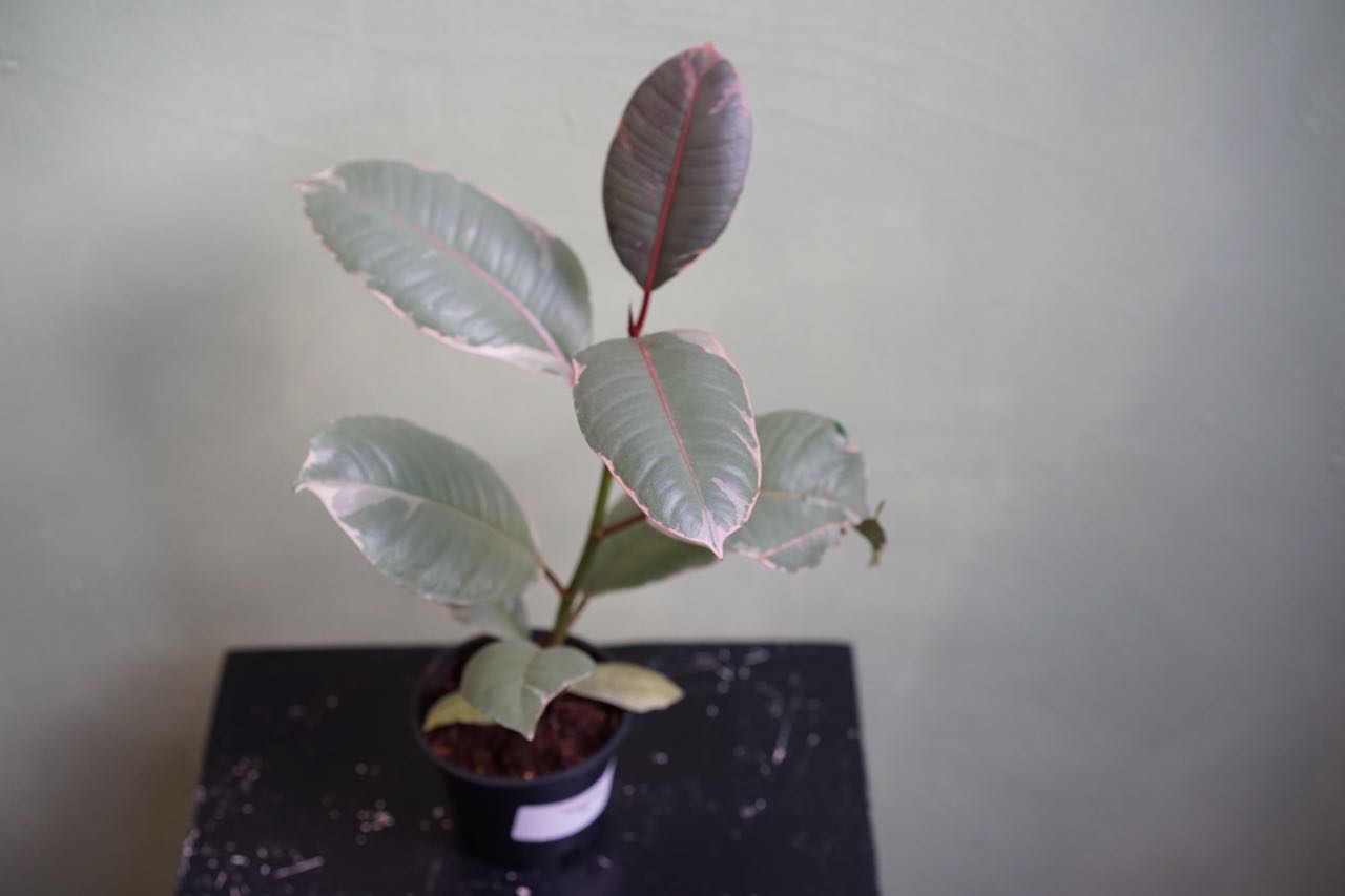 Ficus Rubber Tineke - Greenly Plant Co