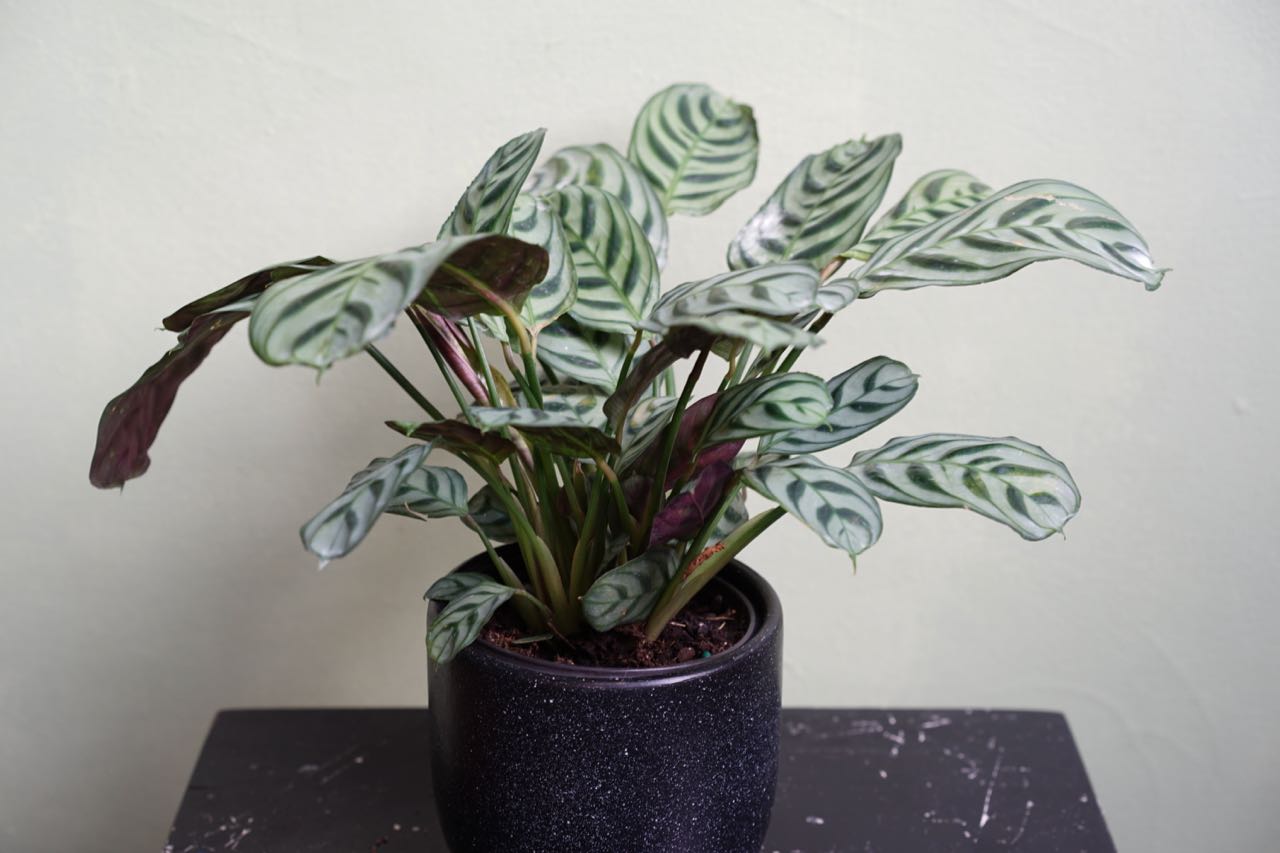 Calathea Ctenanthe - Greenly Plant Co