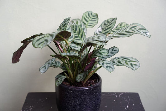Calathea Ctenanthe - Greenly Plant Co