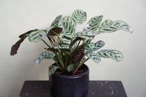 Calathea Ctenanthe - Greenly Plant Co