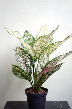 Aglaonema Pink Hybrid - Greenly Plant Co