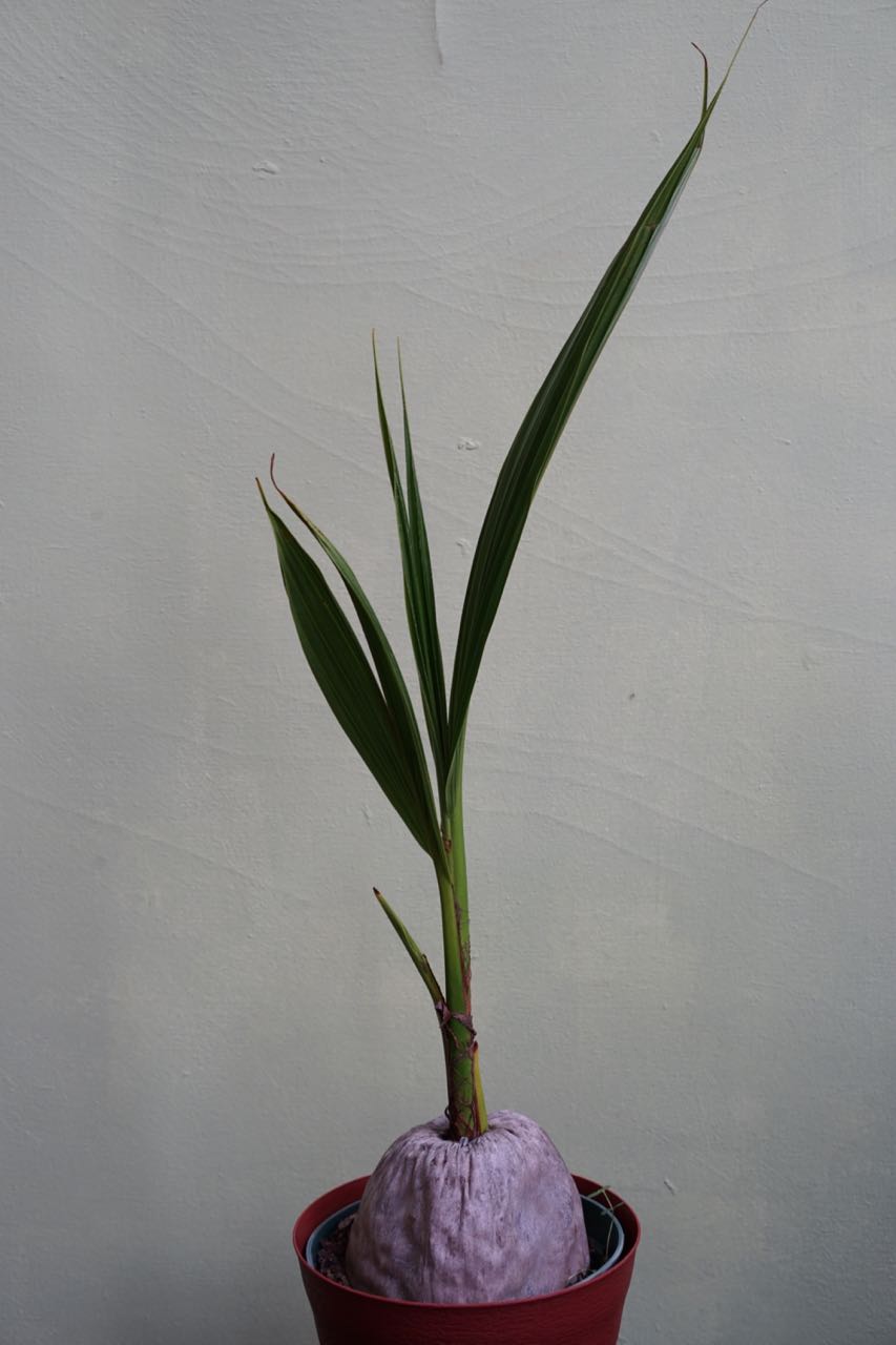 Coconut Palm - Greenly Plant Co
