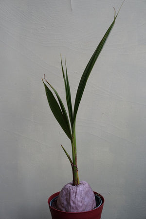Coconut Palm - Greenly Plant Co