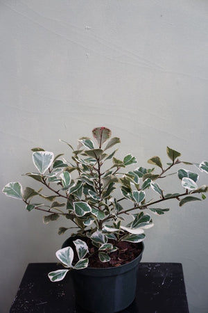 Ficus Triangularis - Greenly Plant Co