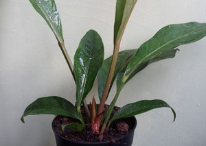 Anthurium Jungle Bush - Greenly Plant Co
