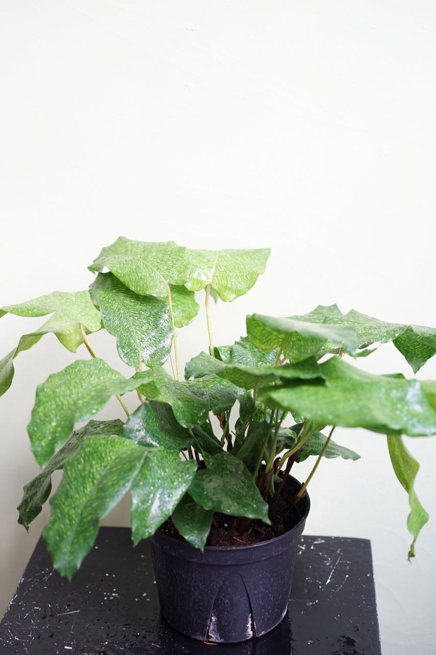 Calathea Network - Greenly Plant Co