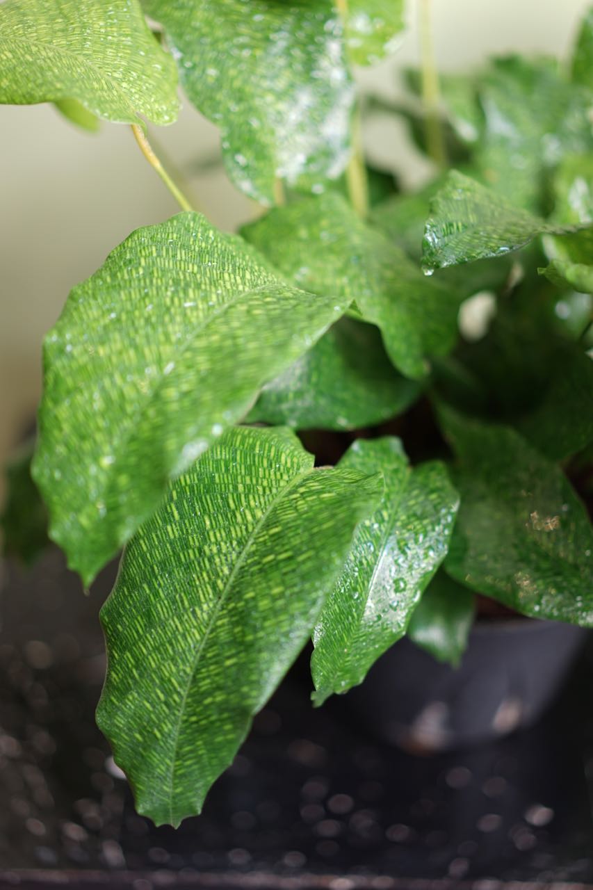 Calathea Network - Greenly Plant Co