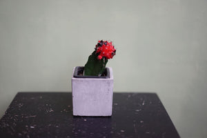 Grafted Cactus - Greenly Plant Co