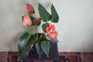 Anthurium Orange - Greenly Plant Co