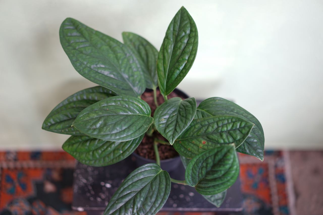 Monstera Peru - Greenly Plant Co