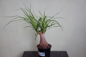 Ponytail Palm Stump - Greenly Plant Co