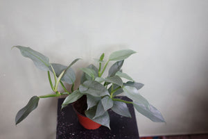 Philodendron Hastatum - Silver Sword - Greenly Plant Co