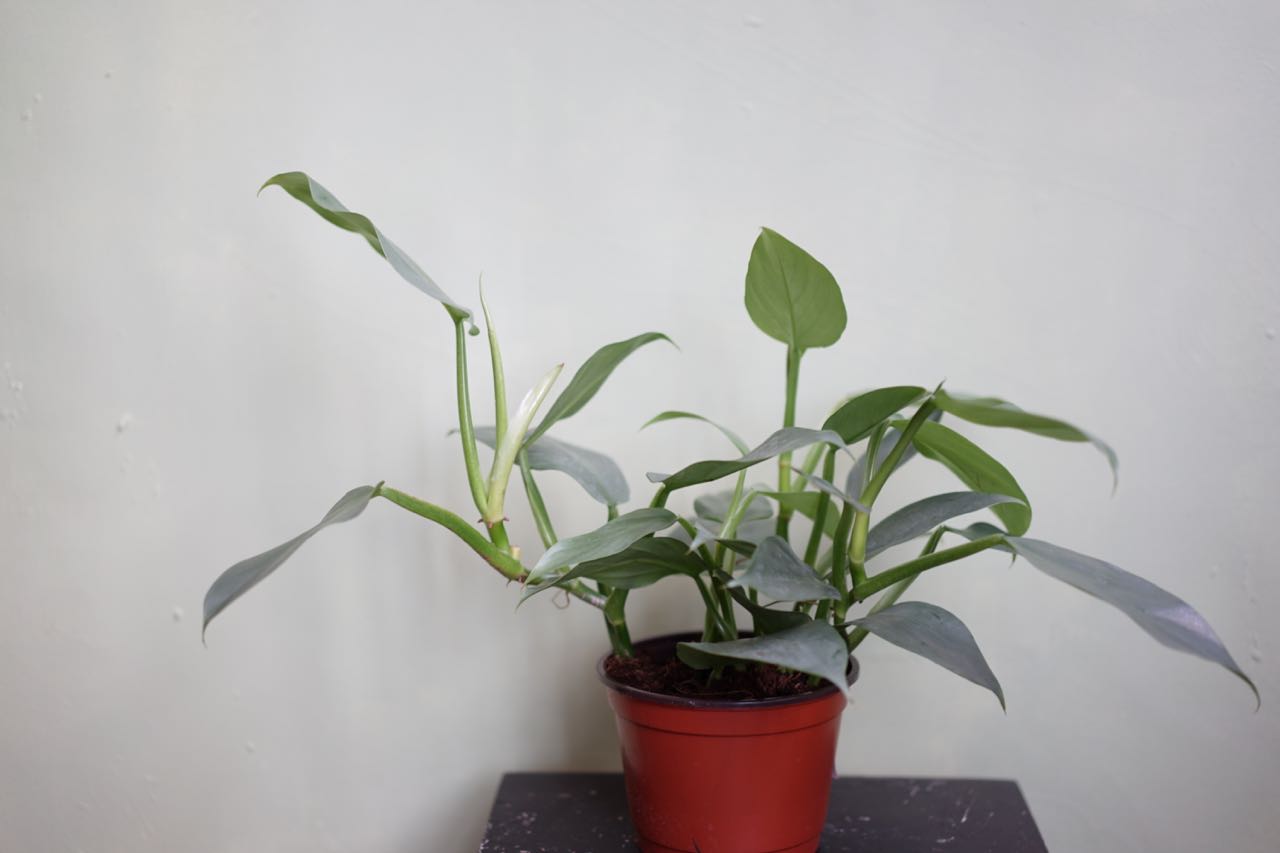 Philodendron Hastatum - Silver Sword - Greenly Plant Co