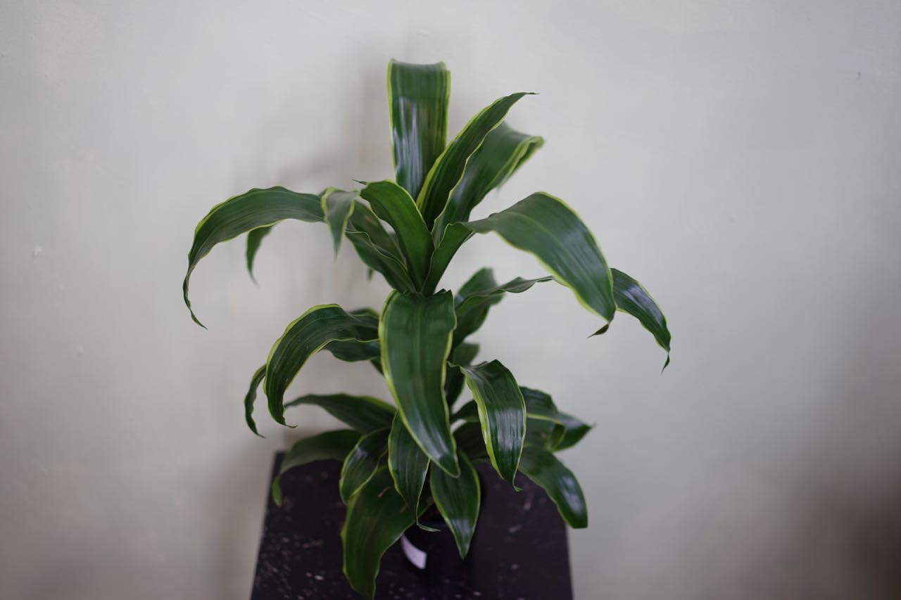 Dracaena Art - Greenly Plant Co