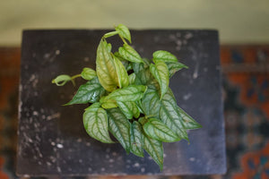 Monstera Siltepecana - Greenly Plant Co