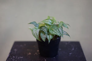 Monstera Siltepecana - Greenly Plant Co