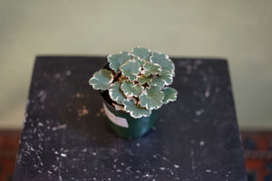 Variegated Strawberry Begonia - Greenly Plant Co