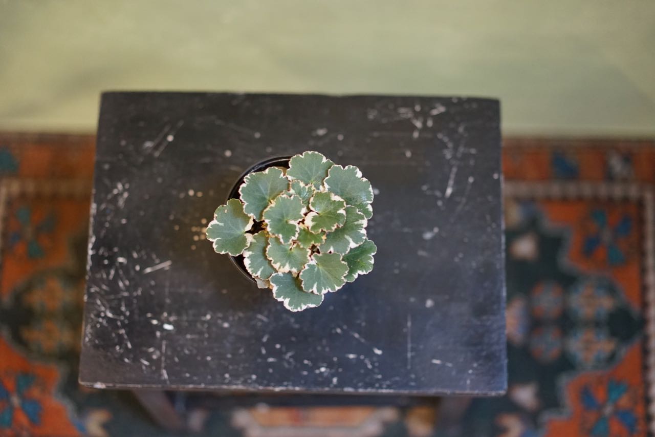 Variegated Strawberry Begonia - Greenly Plant Co
