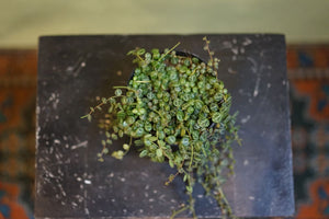 Peperomia Prostrata 'String of Turtles' - Greenly Plant Co