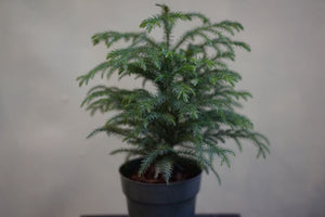 Norfolk Pine - Greenly Plant Co
