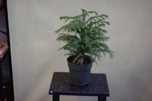 Norfolk Pine - Greenly Plant Co