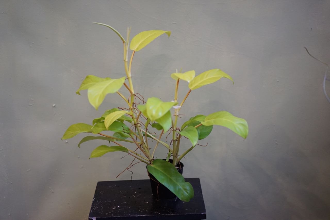 Philodendron Golden Goddess - Greenly Plant Co