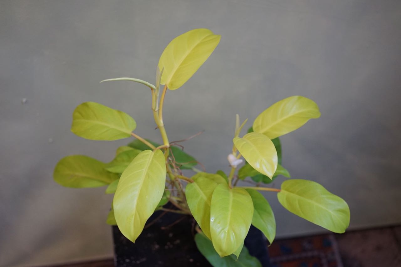 Philodendron Golden Goddess - Greenly Plant Co