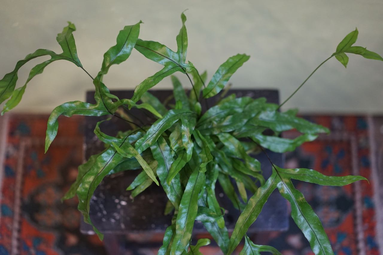 Kangaroo Paw Fern - Greenly Plant Co