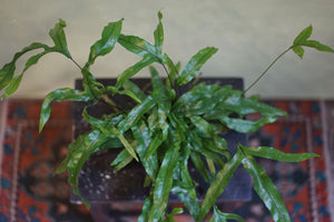 Kangaroo Paw Fern - Greenly Plant Co