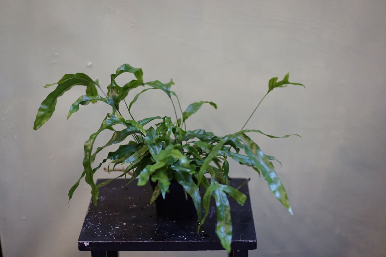 Kangaroo Paw Fern - Greenly Plant Co