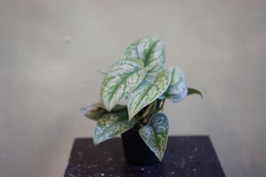 Scindapsus Silver Satin - Greenly Plant Co